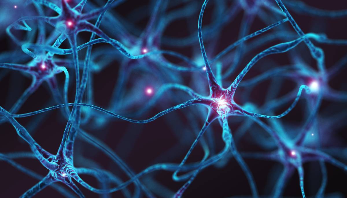 What is a Nerve Plexus?